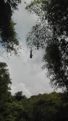 Psarocolius decumanus