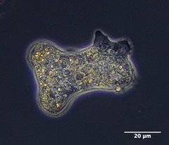 Amoeba proteus