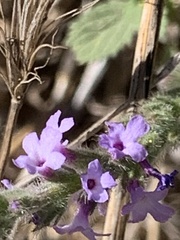 Verbena lasiostachys