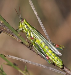 Hesperotettix viridis