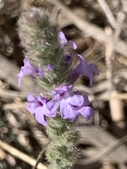 Verbena lasiostachys