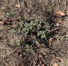 Verbena lasiostachys