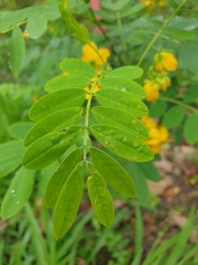 Senna surattensis