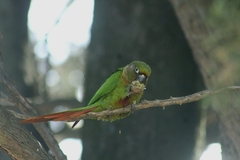 Pyrrhura frontalis