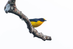 Euphonia violacea
