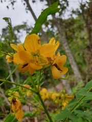 Senna surattensis