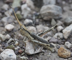 Acantherus piperatus