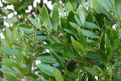 Smilax laurifolia