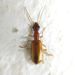 Ctenodactylinae