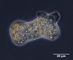 Amoeba proteus
