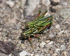 Hesperotettix viridis