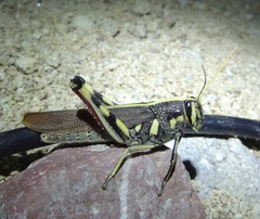 Schistocerca albolineata