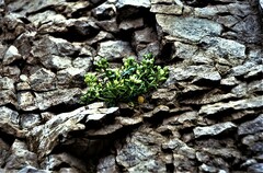 Cochlearia tridactylites