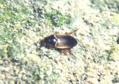 Copelatus