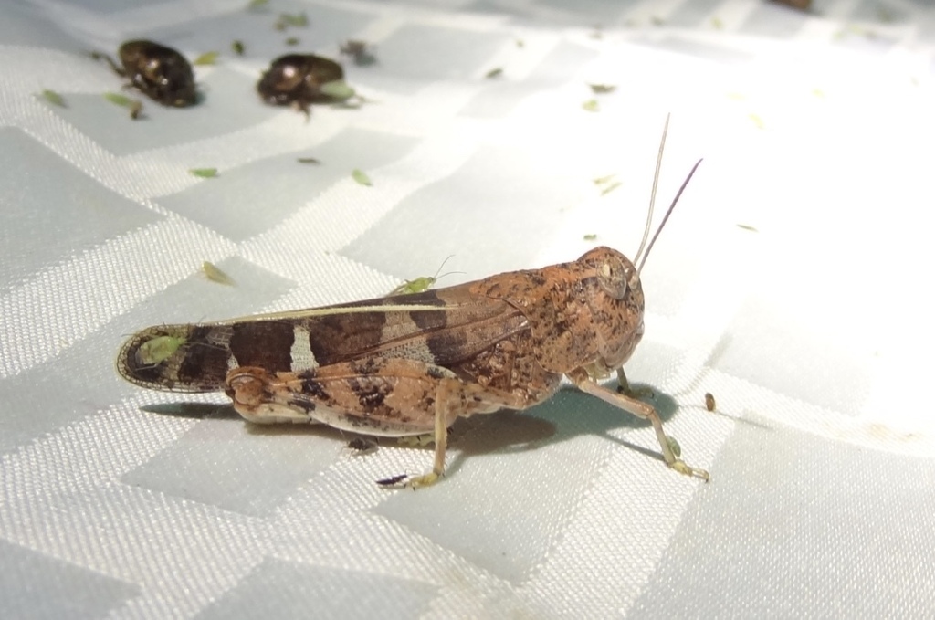 Leprus