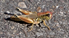 Phoetaliotes nebrascensis