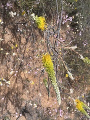 Grevillea eriostachya