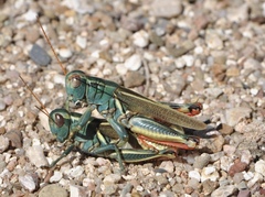 Melanoplus thomasi