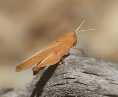 Tomonotus ferruginosus