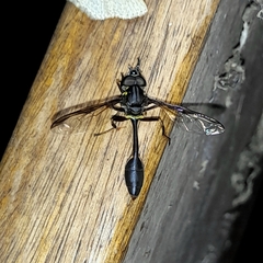 Salpingogaster nigra