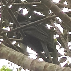 Eudynamys orientalis