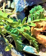 Astragalus