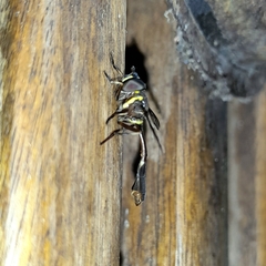 Salpingogaster nigra