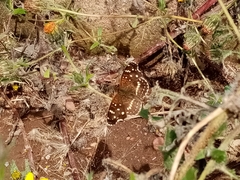 Anthanassa texana texana