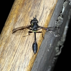Salpingogaster nigra