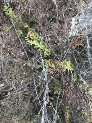 Cheilanthes sieberi sieberi