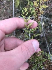 Cheilanthes sieberi sieberi