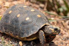 Chelonoidis carbonarius