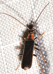 Rhagonycha excavata