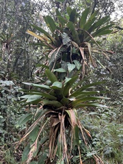 Tillandsia complanata