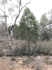 Callitris endlicheri