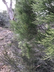 Callitris endlicheri