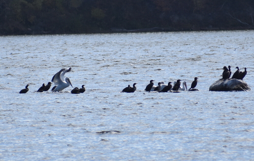 American White Pelican photographed in Indiana