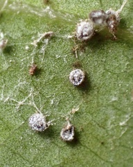 Euthoracaphis umbellulariae