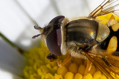 Syrphus torvus