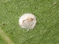 Hemiberlesia rapax