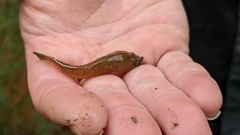 Rhinogobius rubromaculatus