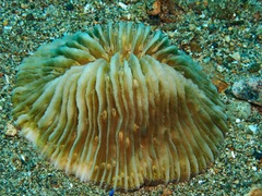 Cycloseris cyclolites