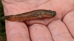 Rhinogobius rubromaculatus