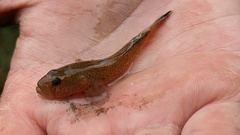 Rhinogobius rubromaculatus