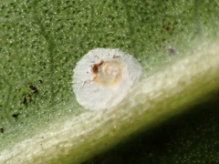 Hemiberlesia rapax