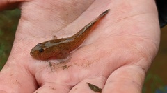 Rhinogobius rubromaculatus
