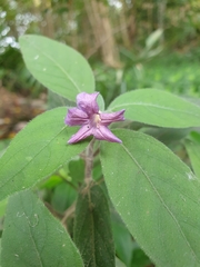 Ruellia squarrosa