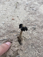 Montagnea arenaria