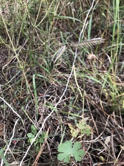 Bouteloua gracilis