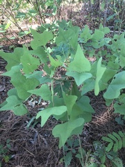 Erythrina herbacea